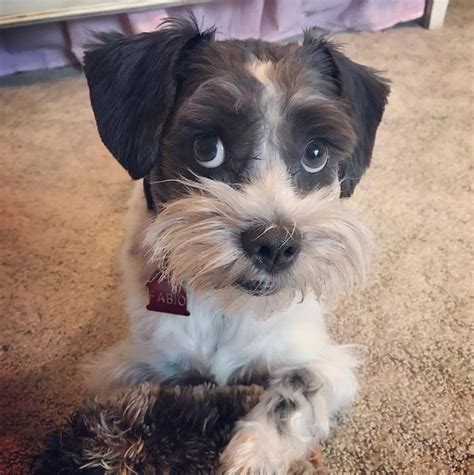 Shih tzu schnauzer mix - Jan 24, 2024 · Mini in size but big on bringing sunshine is perhaps the best way to describe a Schnau-Tzu, the resulting hybrid of a Shih Tzu and a Miniature Schnauzer. A Schnau-Tzu is literally small, to the point where it’s smaller than both its parents and is only 5 to 7 inches tall and 7 to 14 pounds heavy. 